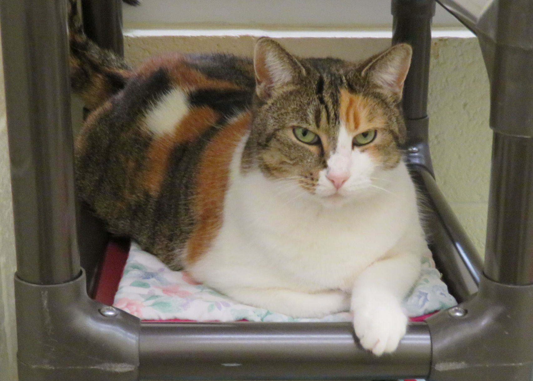 Indian River County Pet of the Week - Week of March 1, 2019